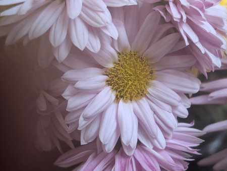 Pink chrysanthemum flowers in a bouquet on a dark background