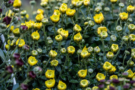 yellow chrysanthemum flowers in the garden, close up