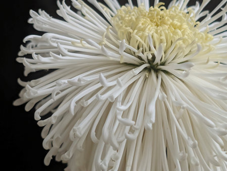 White chrysanthemum on a black background close-upの写真素材