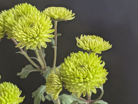 Green chrysanthemum flowers on black background, closeup