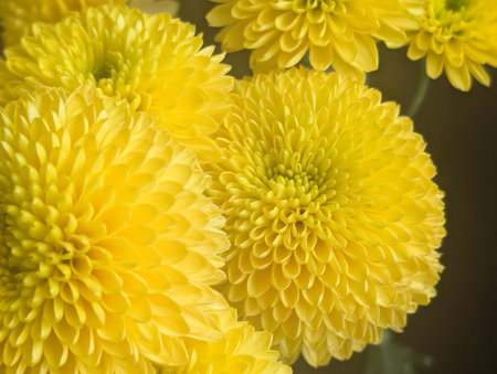 Yellow chrysanthemum flowers close up, natural background.の写真素材