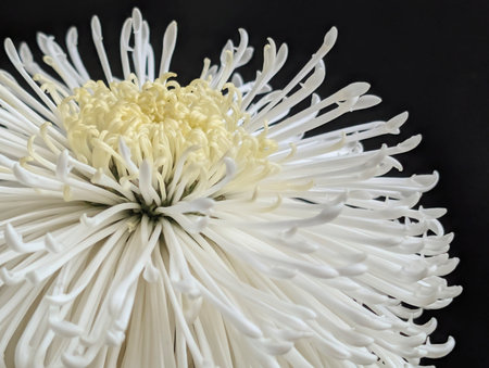 White chrysanthemum on a black background close-upの写真素材