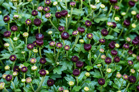 Purple chrysanthemum flowers in the garden, Thailand.の写真素材
