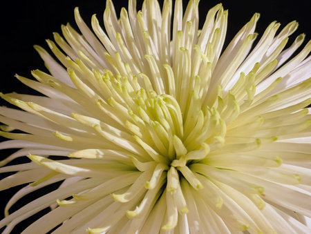 White chrysanthemum on a black background close-upの写真素材
