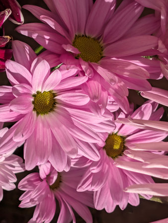 pink chrysanthemums close up