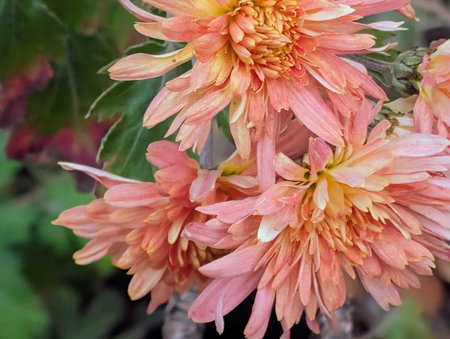 Chrysanthemum is a genus of flowering plants in the family Asteraceae.