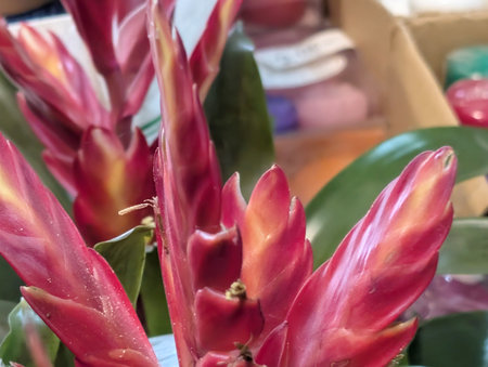 Bromeliad in the pot on the windowsill, stock photoの写真素材
