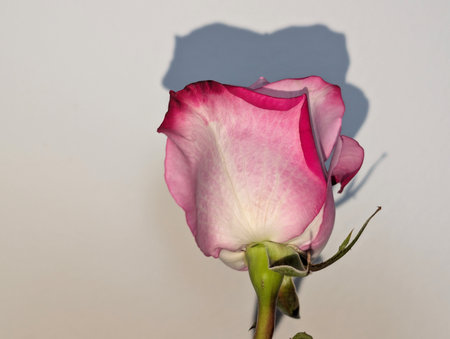 Pink and white rose with shadow on a white wall in the backgroundの写真素材