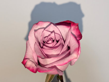 pink and white rose with shadow on white background, close upの写真素材