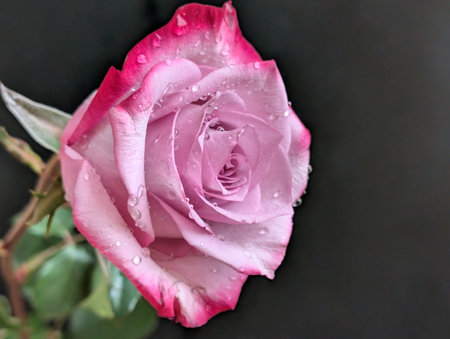 pink and white rose with water drops on a black background.の写真素材