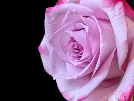 close up of pink and white rose on black background with copy spaceの写真素材