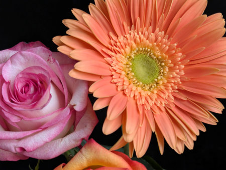 Pink and orange gerbera and pink roses isolated on black backgroundの写真素材
