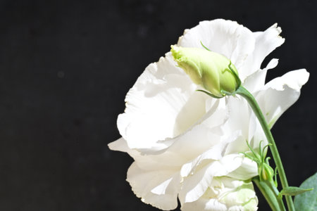 White eustoma flowers on black background with copy space for textの写真素材