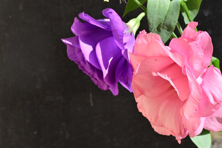 pink and violet eustoma flowers on black background with copy spaceの写真素材
