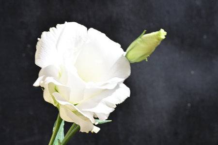 White rose on black background, soft focus, copy space for textの写真素材