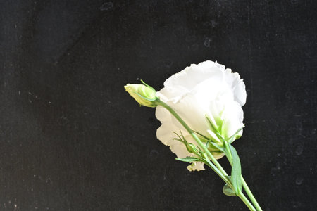 white eustoma flower on black background with copy space for textの写真素材