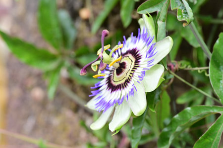 Passiflora caerulea, Passiflora caeruleaの写真素材