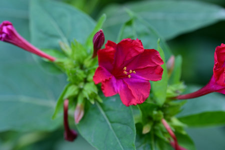 Mirabilis jalapa flower in the garden, closeupの写真素材
