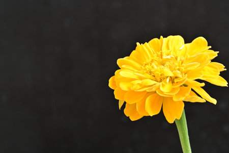 yellow zinnia flower on black background with copy space for textの写真素材