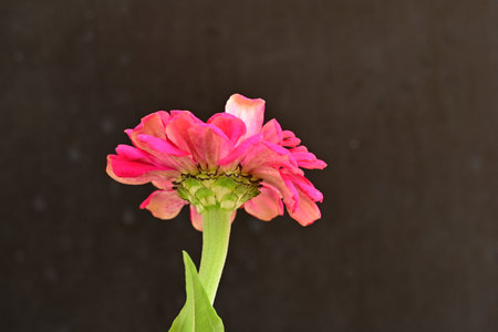 Pink zinnia flower isolated on black background with copy space.の写真素材
