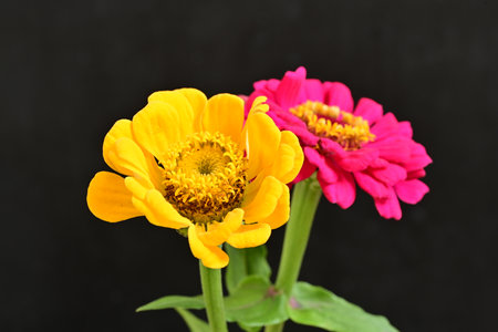 Zinnia flowers isolated on black background.の写真素材