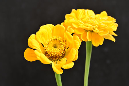 Yellow zinnia flowers isolated on black background. Close up.の写真素材