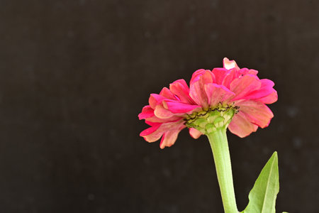 pink zinnia flower on black background with space for textの写真素材