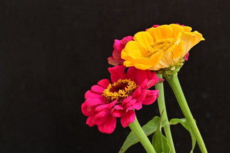 Zinnia flower isolated on black background with copy space for textの写真素材