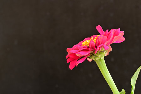 Pink zinnia flower on black background with copy space for textの写真素材