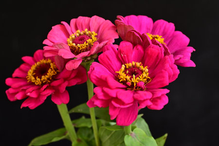 Pink zinnia flowers isolated on black background. Zinnia elegansの写真素材