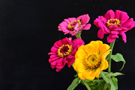 Zinnia flowers isolated on black background. Zinnia elegansの写真素材