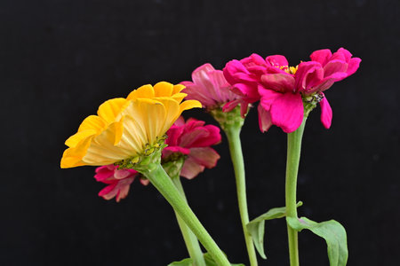 Zinnia flowers isolated on black background. Zinnia elegansの写真素材