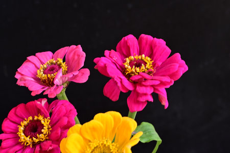 Beautiful zinnia flowers on black background, close-upの写真素材