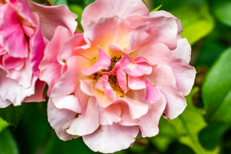 Beautiful pink rose in the garden. Close-up image.の写真素材