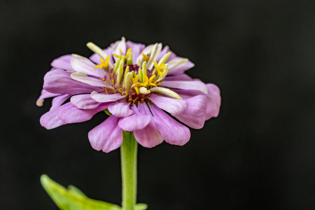 Zinnia elegans is a genus of flowering plants in the sunflower family.の写真素材