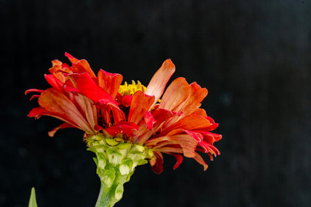 Zinnia flower isolated on black background with copy space for textの写真素材