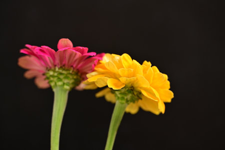 Colorful zinnia flowers isolated on black background, close upの写真素材