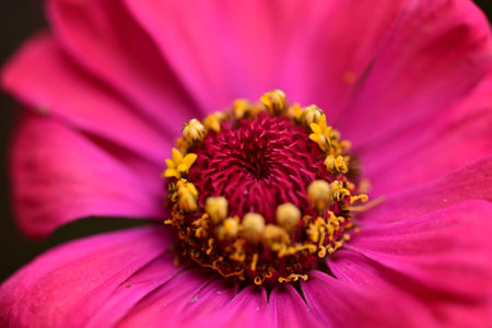 Pink zinnia flower close-up macro photography with shallow depth of fieldの写真素材