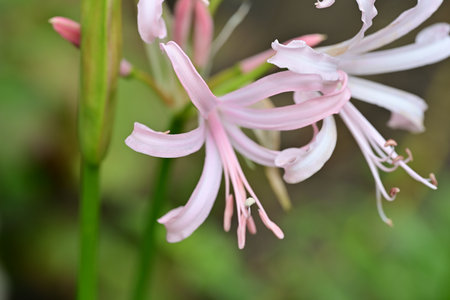 Close up of pink spider lily (Hippeastrum)の写真素材