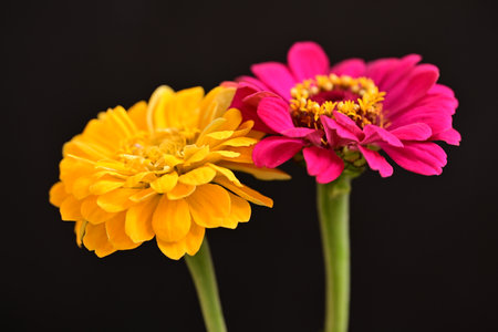 Zinnia flowers on black background. Shallow depth of fieldの写真素材