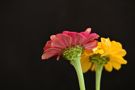 Gerbera flower isolated on black background.の写真素材