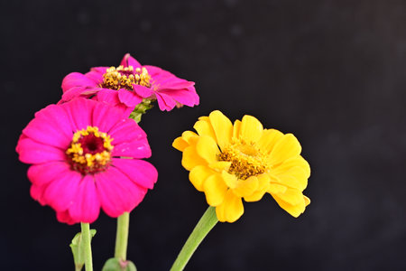 Zinnia flower on black backgroundの写真素材