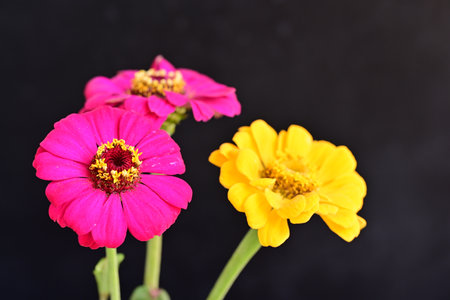Zinnia flowers isolated on black background. Zinnia elegansの写真素材