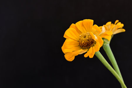 Yellow zinnia flower isolated on black background. Zinnia elegansの写真素材