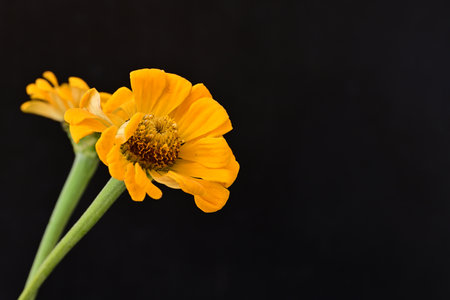 Yellow zinnia flower isolated on black background with copy space.の写真素材