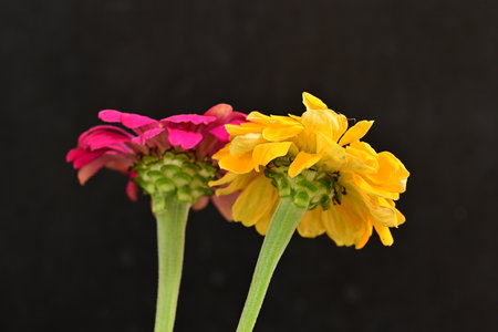 Zinnia flowers on black background. (Scientific name Zinnia violacea Cav.)の写真素材