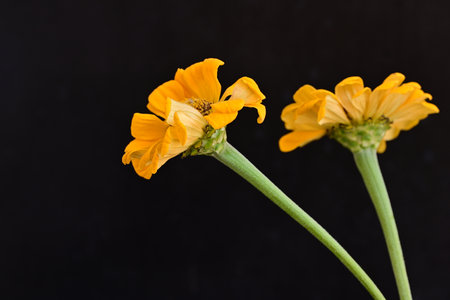 yellow zinnia flowers isolated on black background, close up shotの写真素材