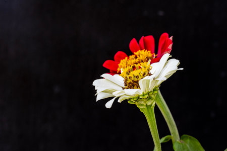 Zinnia flower isolated on black background, Zinnia elegansの写真素材