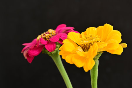 Zinnia flowers isolated on black background. Zinnia elegansの写真素材