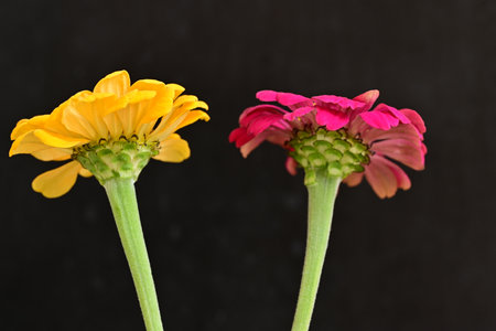 Zinnia flower isolated on black background.の写真素材